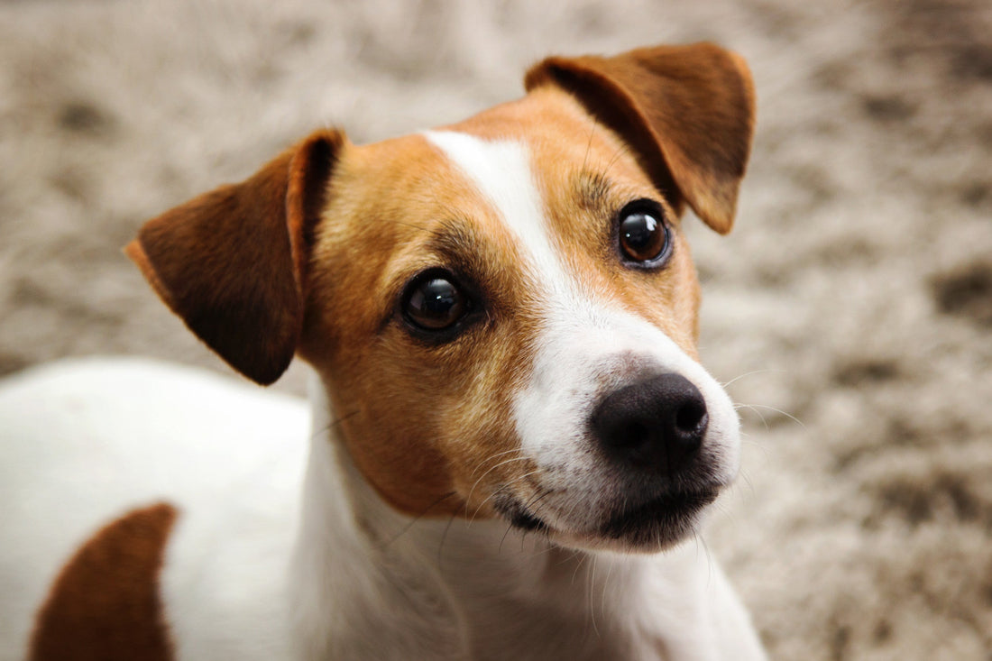 El Jack Russell Terrier: Un Gigante en Cuerpo de Juguete