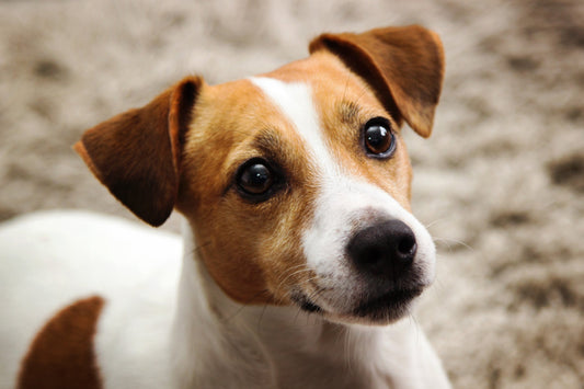 El Jack Russell Terrier: Un Gigante en Cuerpo de Juguete