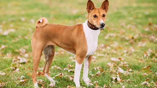 El Basenji: El Perro que no Sabe Ladrar