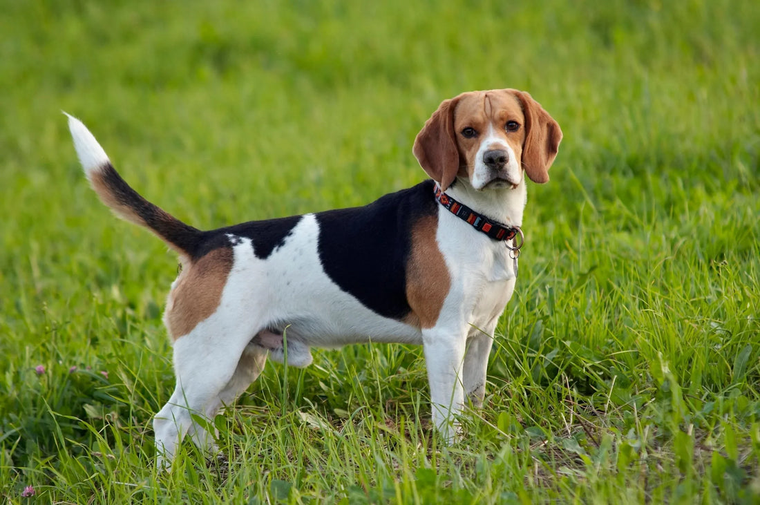 El Beagle: Una Nariz con Cuatro Patas