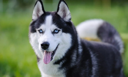 El Husky Siberiano: Un Espíritu Libre con Alma de Lobo