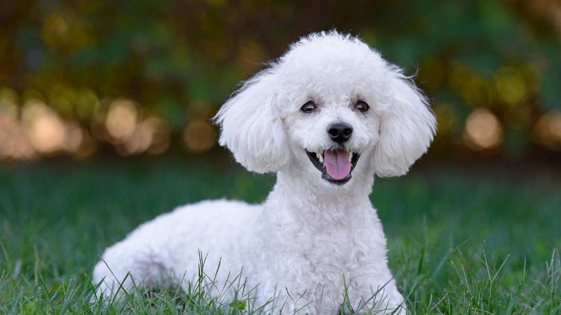 El Poddle: Mucho más que un Perro de Exhibición