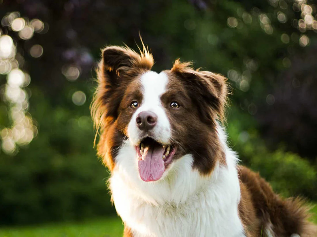 El Border Collie: El Genio Atleta de las Praderas