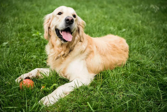 El Golden Retriever: El Embajador de la Bondad Canina