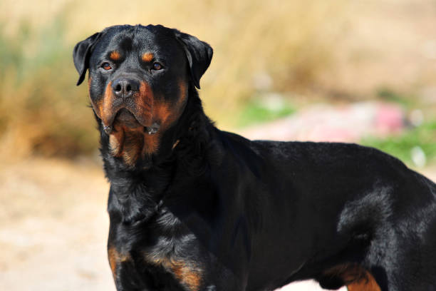 El Rottweiler: El Protector Sereno de Sangre Romana