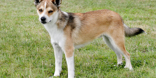 El Norwegian Lundehund: El Escalador de Seis Dedos