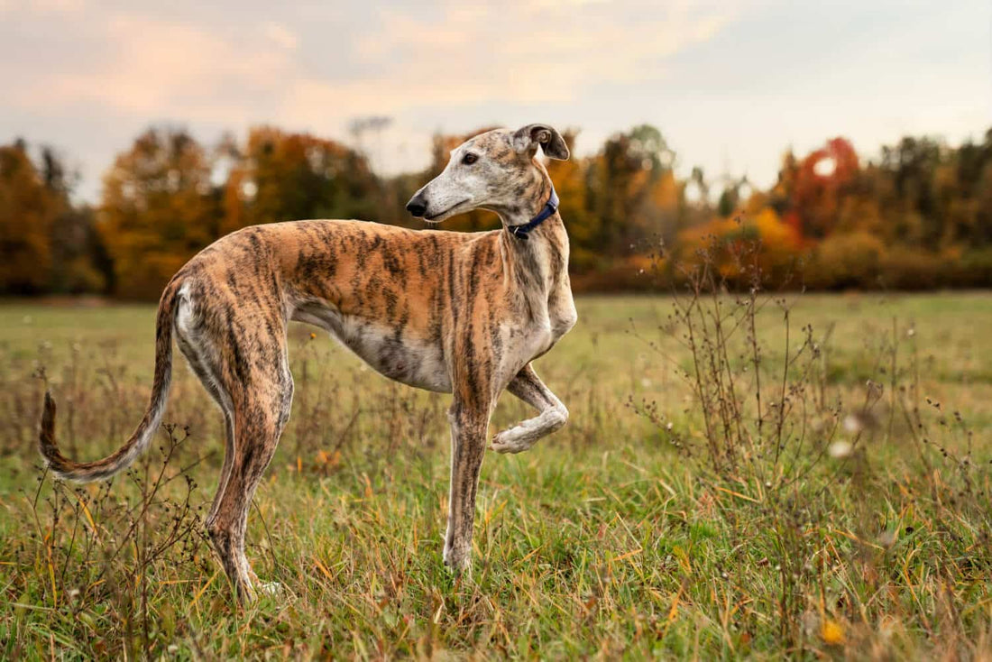 El Galgo: El Velocista que Ama el Sofá