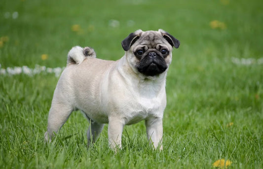 El Pug: Mucho Perro en un Frasco Pequeño