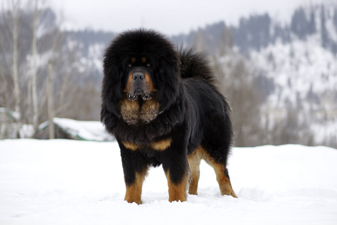 El Mastín Tibetano: El Guardián de los Himalayas