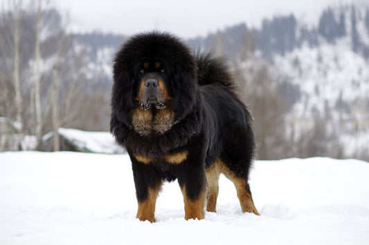 El Mastín Tibetano: El Guardián de los Himalayas